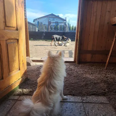 Hotel dla zwierząt Wesołe Wzgórze